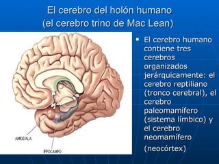 El cerebro del holón humano (el cerebro trino de Mac Lean)   El cerebro humano contiene tres cerebros organizados jerárquicamente: el cerebro reptiliano (tronco cerebral), el cerebro paleomamífero (sistema límbico) y el cerebro neomamífero (neocórtex)   