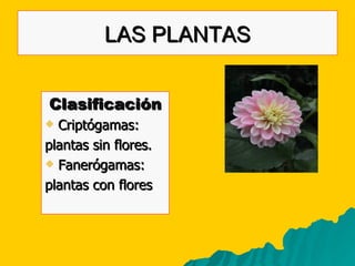LAS PLANTAS Clasificación Criptógamas: plantas sin flores. Fanerógamas: plantas con flores 