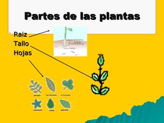 Partes de las plantas Raiz Tallo  Hojas 