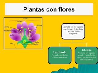 Plantas con flores Las flores son los órganos  reproductores de la planta. Las flores tienen dos partes La Corola Formada por pétalos Cargados de polen El cáliz Contiene los órganos sexuales y unas hojitas verdes que los protegen llamadas sépalos 