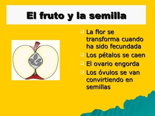 El fruto y la semilla La flor se transforma cuando ha sido fecundada Los pétalos se caen El ovario engorda Los óvulos se van convirtiendo en semillas 
