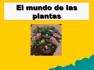 El mundo de las plantas 