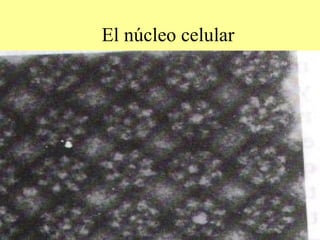 Nuclios De Rollo El NúCleo Celular | PPT