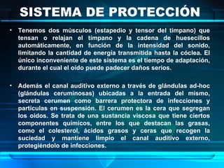 SISTEMA DE PROTECCIÓN  Tenemos dos músculos (estapedio y tensor del tímpano) que tensan o relajan el tímpano y la cadena de huesecillos automáticamente, en función de la intensidad del sonido, limitando la cantidad de energía transmitida hasta la cóclea. El único inconveniente de este sistema es el tiempo de adaptación, durante el cual el oído puede padecer daños serios. Además el canal auditivo externo a través de glándulas ad-hoc (glándulas ceruminosas) ubicadas a la entrada del mismo, secreta cerumen como barrera protectora de infecciones y partículas en suspensión. El cerumen es la cera que segregan los oídos. Se trata de una sustancia viscosa que tiene ciertos componentes químicos, entre los que destacan las grasas, como el colesterol, ácidos grasos y ceras que recogen la suciedad y mantiene limpio el canal auditivo externo, protegiéndolo de infecciones. 