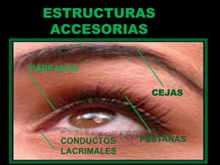 ESTRUCTURAS ACCESORIAS CEJAS PESTAÑAS PÁRPADOS CONDUCTOS LACRIMALES 