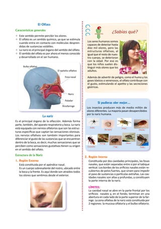El Olfato
Características generales
	 Este sentido permite percibir los olores.
	 El olfato es un sentido químico, ya que se estimula
cuando entra en contacto con moléculas despren-
didas de sustancias volátiles.
	 La nariz es el principal órgano del sentido del olfato.
	 El sentido del olfato es por ahora el menos conocido
y desarrollado en el ser humano.
La nariz
Es el principal órgano de la olfacción. Además forma
parte, también, del aparato respiratorio y boca. La nariz
está equipada con nervios olfatorios que son las estruc-
turas específicas que captan las sensaciones olorosas.
Los nervios olfativos son también importantes para
diferenciar el gusto de las sustancias que se encuentran
dentro de la boca, es decir, muchas sensaciones que se
perciben como sensaciones gustativas tienen su origen
en el sentido del olfato.
Estructura de la Nariz
	 Está constituida por el apéndice nasal.
	 Es un cuerpo sobresaliente del rostro, ubicado entre
la boca y la frente. Es aquí donde son atraídos todos
los olores que sentimos desde el exterior.
1.	Región Externa
Los seres humanos somos
capaces de detectar hasta
diez mil olores, pero las
estructuras olfativas, al
igual que el resto de nues-
tro cuerpo, se deterioran
con la edad. Por eso es
que los niños suelen dis-
tinguir más olores que los
adultos.
Además de advertir de peligro, como el humo y los
gases tóxicos o venenosos, el olfato contribuye con
el gusto, estimulando el apetito y las secreciones
gástricas.
Bulbo olfativo
El epitelio olfativo
Fosa nasal
Nariz
Paladar
Rinofaringe
		 Si pudieras oler mejor...
Los insectos producen más de medio millón de
olores diferentes. La mayoría pasan desapercibidos
por la nariz humana.
	 Constituida por dos cavidades principales, las fosas
nasales, que están separadas entre sí por el tabique
vertical. Los bordes de los orificios nasales están re-
cubiertos de pelos fuertes, que sirven para impedir
el paso de sustancias o partículas extrañas. Las cav-
idades nasales son altas y profundas, y constituyen
la parte interna de la nariz.
	 LÍMITES:
La cavidad nasal se abre en la parte frontal por los
orificios nasales y, en el fondo, terminan en una
abertura en cada lado de la parte superior de la far-
inge. La zona olfativa de la nariz está constituida por
2 regiones: la mucosa olfatoria y el bulbo olfatorio.
2.	Región Interna
¿Sabías qué?
Araña
Garrapata
Avispa
Chinche
Cucaracha
Hormiga
Pulga
Mosca
Polilla
 