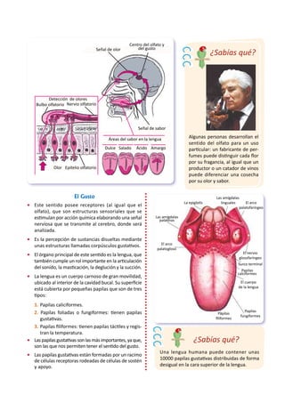 Algunas personas desarrollan el
sentido del olfato para un uso
particular: un fabricante de per-
fumes puede distinguir cada flor
por su fragancia, al igual que un
productor o un catador de vinos
puede diferenciar una cosecha
por su olor y sabor.
•	 Este sentido posee receptores (al igual que el
olfato), que son estructuras sensoriales que se
estimulan por acción química elaborando una señal
nerviosa que se transmite al cerebro, donde será
analizada.	
•	 Es la percepción de sustancias disueltas mediante
unas estructuras llamadas corpúsculos gustativos.
•	 El órgano principal de este sentido es la lengua, que
también cumple un rol importante en la articulación
del sonido, la masticación, la deglución y la succión.
•	 La lengua es un cuerpo carnoso de gran movilidad,
ubicado al interior de la cavidad bucal. Su superficie
está cubierta por pequeñas papilas que son de tres
tipos:
1. 	Papilas caliciformes.
2.		Papilas foliadas o fungiformes: tienen papilas
gustativas.
3. 	Papilas filiformes: tienen papilas táctiles y regis-
tran la temperatura.
•	 Laspapilasgustativassonlasmásimportantes,yaque,
son las que nos permiten tener el sentido del gusto.
•	 Las papilas gustativas están formadas por un racimo
de células receptoras rodeadas de células de sostén
y apoyo.
El Gusto Las amígdalas
linguales El arco
palatofaríngeo
La epiglotis
Las amígdalas
palatinas
El arco
palatogloso
Papilas
filiformes
Papilas
fungiformes
El cuerpo
de la lengua
Papilas
calciformes
Surco terminal
El nervio
glosofaríngeo
Una lengua humana puede contener unas
10000 papilas gustativas distribuidas de forma
desigual en la cara superior de la lengua.
¿Sabías qué?
¿Sabías qué?
Centro del olfato y
del gusto
Señal de olor
Señal de sabor
Áreas del sabor en la lengua
Dulce
Detección de olores
Bulbo olfatorio Nervio olfatorio
Olor Epitelio olfatorio
Salado Ácido Amargo
 