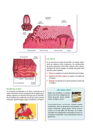 Papila
foliada
Papila gustativa Fibras nerviosas Glándula salival Ranura
Papila
fungiforme
Las papilas
filiformes
Papilas
caliciforme
Percibiendo el sabor
Un alimento introducido en la boca y disuelto en la
saliva interactúa con los receptores de las papilas gus-
tativas y genera un impulso nervioso que es transmit-
ido al cerebro por medio de uno de los cuatro nervios
craneales: glosofaríngeo, vago, mandibular y el facial.
Los sabores
El ser humano es capaz de percibir un amplio reper-
torio de sabores como respuesta a la combinación
de varios estímulos, entre ellos: textura, olor y gusto.
Viéndolo de forma aislada, el sentido del gusto sólo
percibe cuatro sabores:
•	 Dulce: es captado en la parte delantera de la lengua.
•	 Salado y el ácido o agrio: se captan a los lados de
la lengua.
•	 Amargo: se percibe en la parte posterior (atrás) de
la lengua.
		 ¿Un quinto sabor?
Según los científicos, se acepta
hoy en día cinco categorías dis-
tintas de gusto: dulce, salado,
ácido, amargo y unami.
Investigaciónes recientes revelan nuevas
conexiones entre el glutamato monosódico y el
unami, el llamado ‘‘quinto gusto’’. De los cinco el
unami, es el más difícil de describir, es el sabor
asociado con el glutamato monosódico ya que sus
receptores responden a los aminoácidos como el
glutamato.
Papila gustativa
Poro gustativo
Epitelio
Las microvellosidades Las fibras
nerviosas
Tejido conectivo
Célula
gustativa
 
