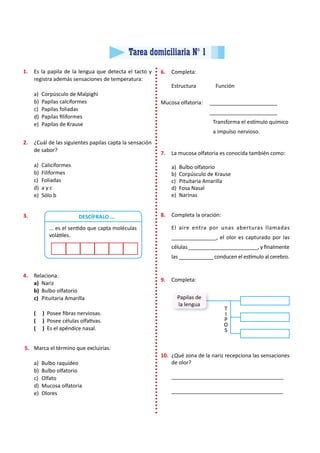Tarea domiciliaria N° 1
1.	 Es la papila de la lengua que detecta el tacto y
registra además sensaciones de temperatura:
a)	 Corpúsculo de Malpighi
b)	 Papilas calciformes
c)	 Papilas foliadas
d)	 Papilas filiformes
e)	 Papilas de Krause
2.	 ¿Cuál de las siguientes papilas capta la sensación
de sabor?
a)	Caliciformes
b)	Filiformes
c)	Foliadas
d)	 a y c
e)	 Sólo b
4.	 Relaciona:
a)	 Nariz
b)	 Bulbo olfatorio
c)	 Pituitaria Amarilla
( ) Posee fibras nerviosas.
( ) Posee células olfativas.
( ) Es el apéndice nasal.
5.	 Marca el término que excluirías:
a)	 Bulbo raquídeo
b)	 Bulbo olfatorio
c)	Olfato
d)	 Mucosa olfatoria
e)	Olores
T
I
P
O
S
9.	 Completa:
6.	 Completa:
Estructura 		 Función
Mucosa olfatoria:	 _______________________
			 _______________________
				 Transforma el estímulo químico
				 a impulso nervioso.
7.	 La mucosa olfatoria es conocida también como:
a)	 Bulbo olfatorio
b)	 Corpúsculo de Krause
c)	 Pituitaria Amarilla
d)	 Fosa Nasal
e)	Narinas
8.	 Completa la oración:
	 El aire entra por unas aberturas llamadas
_______________, el olor es capturado por las
células ________________________, y finalmente
las ____________ conducen el estímulo al cerebro.
10.	 ¿Qué zona de la nariz recepciona las sensaciones
de olor?
	______________________________________
	______________________________________
3.	
... es el sentido que capta moléculas
volátiles.
DESCÍFRALO ...
Papilas de
la lengua
 