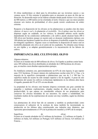 El clima mediterráneo es ideal para la olivicultura por sus inviernos suaves y sus
veranos secos. El frío extremo le perjudica pero es necesario un poco de frío par su
floración. Se desarrolla mejor en las laderas soleadas donde puede incluso vivir a alturas
de 800 metros y a 600 metros en las orientadas al norte. Gracias a que sus raíces pueden
alcanzar seis metros de profundidad, el olivo puede resistir condiciones de aridez
extrema.
Respecto a la disposición de los olivares en las plantaciones se pueden citar dos tipos
clásicos: el marco real y la plantación al tresbolillo . En el primer caso los olivos se
disponen según un cuadrado, en los vértices; la densidad arbórea oscila mucho
dependiendo de las condiciones ambientales y de cultivo; puede alcanzar hasta 200 ó
300 olivos por hectárea aunque en nuestro país se alcanzan rendimientos óptimos con
100 árboles por hectárea.Cuando los olivos se disponen al tresbolillo ocupan los vértices
de triángulos equiláteros. Algunas veces se transforma la disposición de marco real en
tresbolillo plantando otro olivo en el centro de los cuadrados. No obstante estas formas
no son rígidas y se adaptan geométricamente a la mecanización de las labores de
cultivo.
IMPORTANCIA DEL CULTIVO DEL OLIVO
Algunos números:
Existen en el mundo más de 800 millones de olivos. En España se podrían contar hasta
unos 309 millones de olivos distribuidos en alrededor de 2.400 hectáreas de olivares
que, en muchos casos diseñan espectaculares paisajes.
En Andalucía contamos con, aproximadamente un 63% de esta riqueza, lo que supone
unas 1512 hectáreas. El mayor número de explotaciones oscilan entre 0,2 y 2 has. y la
mayoría de la superficie corresponde a plantaciones que van de 2 a 100 has. La
superficie media de secano ha sido siempre superior a las de regadío. A pesar de este
predominio del secano los cultivos evolucionan rápidamente en los últimos años hacia
el regadío, pasando del 5% al 22% en una década.
La propiedad de los olivares está bastante dispersa existiendo una gran cantidad de
pequeñas y medianas explotaciones, situadas muchas de ellas en zonas de baja
productividad, lo que supone un considerable esfuerzo de sus propietarios para
conservar los olivares heredados de sus ancestros. En cuanto a rentabilidad, los
resultados medios de las explotaciones de secano son muy variables, según las distintas
regiones.
Las plantaciones de olivar han ido en aumento y también su productividad; como
consecuencia el subsector de la aceituna de mesa también ha incrementado su
producción en los últimos años constituyendo una industria muy dinámica, que
representa aproximadamente el 35% de la producción mundial y el 80% de la europea.
Superficies de olivar:
Existen en el mundo alrededor de 8,5 millones de hectáreas: ,2,2 millones en España, 2
millones en Italia, 0,6 millones en Portugal, 0,55 millones en Grecia. 0,4 millones en
Francia…
 