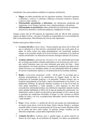 Atendiendo a las causas podemos establecer la siguiente clasificación:
• Plagas: son daños producidos por los siguientes animales: Nematodos (gusanos
y filiformes ); moluscos ( caracoles y babosas); artrópodos (insectos y ácaros);
roedores ( ratas, ratones…)
• Enfermedades parasitarias o infecciosas: son alteraciones producidas por
organismos vivos: Hongos, bacterias virus y plantas parásitas y adventicias.
• Enfermedades no parasitarias: daños producidos por deficiencia de nutrientes,
presencia de elementos o moléculas patógenas, inadaptación al clima…
Aunque existen más de 250 especies de organismos (más de 100 de ellos insectos)
capaces de dañar el olivar , solo unas 25 pueden ser responsables de la casi totalidad del
daño en las plantaciones. Describiremos tan solo las más importantes.
Pueden causar graves daños al olivar:
• La mosca del olivo ( dacus oleae) : Insecto parásito que ataca solo al fruto, del
que se alimenta en su fase larvaria, consumiendo hasta una cuarta parte de su
pulpa. Se lucha contra esta plaga principalmente con insecticidas químicos
aunque se ha avanzado mucho en la lucha biológica consistente en la suelta de
machos esterilizados o la utilización de insectos enemigos naturales de la mosca.
•
• Aceituna jabonosa ( gloesparium olivarum ): Es una enfermedad provocada
por un hongo que produce manchas deprimidas en las aceitunas de color ocre y
que suelen fusionarse unas con otras cubriendo gran parte del fruto . Ataca
especialmente a los frutos próximos a la maduración causando más daños en los
otoños lluviosos y en variedades tardías. Es una enfermedad difícil de combatir.
Se recurre a tratamientos cúpricos y a la destrucción de las aceitunas enfermas.
•
• Repilo ( cicloconium oleaginum): vivillo , “ull de gall”. Es un hongo que se
presenta principalmente en las plantaciones de regadío donde se dan las
condiciones de humedad propicias a su desarrollo. Produce lesiones que se
localizan especialmente en las hojas y menos frecuentemente en los frutos y sus
pedúnculos (rabillos). Se aprecian manchas circulares en el haz de la hoja, de
color pardo amarillento y verde, pasando a color negruzco en fase mas
avanzada.Esta enfermedad produce una defoliación importante dejando muchas
ramas peladas debilitando al árbol con la baja de producción consecuente. Los
tratamientos contra el repilo son preventivos para proteger el olivo antes de que
se presenten las condiciones favorables al hongo. Lo más corriente es utilizar
sulfato de cobre y cal viva, en proporciones adecuadas, mezcla conocida como
“caldo bordelés”.
•
• Prays ( Prays oleellus ): o polilla del olivo.Es provocada esta enfermedad por
un insecto cuyas larvas viven de las hojas, brotes, botones florales y aceitunas
causando daños. Existen tres generaciones de larvas que causan diferentes daños
en las partes del olivo antes citadas. En general, aunque variables con las
diferentes temporadas, causan daños importantes al olivar.
•
• Arañuelo del olivo ( Liothrips oleae ): piojillo negro, en ciertas zonas.Es un
insecto de color negro, de un milímetro de longitud. Los daños son producidos
 