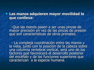 Las manos adquieren mayor movilidad lo que conlleva: -Que las manos pasen a ser unas pinzas de mayor precisión en vez de las pinzas de presión  que son características de otros primates. - La compleja coordinación entre las manos y la vista, junto con la posición de la cabeza sobre una columna vertebral vertical, será uno de los factores que favorecerá el desarrollo posterior del encéfalo y de las funciones superiores que caracterizan  a la especie humana. 