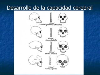 Desarrollo de la capacidad cerebral 