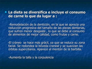 La dieta se diversifica e incluye el consumo de carne lo que da lugar a : -Remodelación de la dentición, en la que se aprecia una reducción progresiva del tamaño de las piezas dentarias, que sufren menor desgaste , lo que se debe al consumo de alimentos de mejor calidad, como frutas y carne.  -El cráneo  se hace más grácil, ya que se reduce su zona facial. Se redondea la bóveda craneal y se suavizan las órbitas superciliares. Aparece el mentón de la barbilla. -Aumenta la talla y la corpulencia 