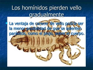 Los homínidos pierden vello gradualmente La ventaja de carecer de vello podría ser la menor posibilidad de que se asienten parásitos, como el piojo, sobre el cuerpo. 