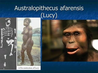 Australopithecus afarensis (Lucy) 