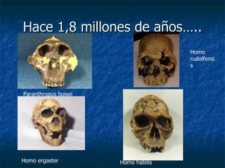 Hace 1,8 millones de años….. Paranthropus boisei Homo  rudolfensis Homo ergaster Homo habilis 
