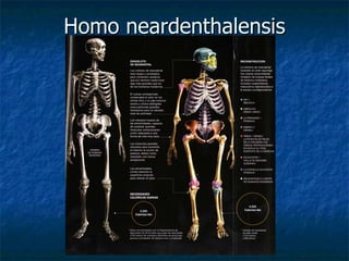 Homo neardenthalensis 