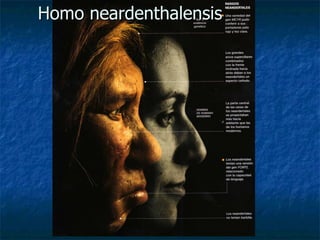 Homo neardenthalensis 