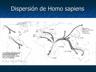 Dispersión de Homo sapiens 