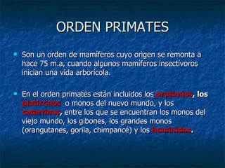 ORDEN PRIMATES Son un orden de mamíferos cuyo origen se remonta a hace 75 m.a, cuando algunos mamíferos insectívoros inician una vida arborícola. En el orden primates están incluidos los  prosimios , los  platirrinos  o monos del nuevo mundo, y los  catarrinos ,  entre los que se encuentran los monos del viejo mundo, los gibones, los grandes monos (orangutanes, gorila, chimpancé) y los  homínidos . 