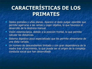 CARACTERÍSTICAS DE LOS PRIMATES Dedos prensiles y uñas planas. Aparece el dedo pulgar oponible que permite agarrarse a las ramas y coger objetos, lo que favorece el desarrollo de la destreza manual. Visión esteroscópica, debido a la posición frontal, lo que permite calcular las distancias. Sistema digestivo poco especializado que les permite alimentarse de una dieta variada. Un número de descendientes limitado y con gran dependencia de la madre tras el nacimiento, lo que puede ser el origen de la compleja conducta social que han desarrollado 