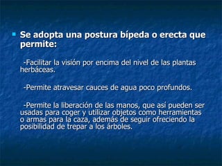 Se adopta una postura bípeda o erecta que permite: -Facilitar la visión por encima del nivel de las plantas herbáceas. -Permite atravesar cauces de agua poco profundos. -Permite la liberación de las manos, que así pueden ser usadas para coger y utilizar objetos como herramientas o armas para la caza, además de seguir ofreciendo la posibilidad de trepar a los árboles. 