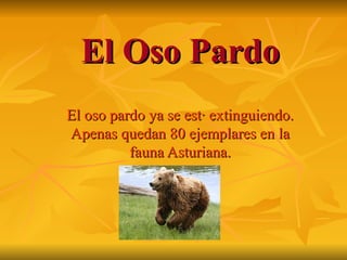 El Oso Pardo El oso pardo ya se está extinguiendo. Apenas quedan 80 ejemplares en la fauna Asturiana. 