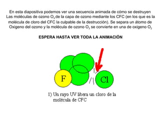 En esta diapositiva podemos ver una secuencia animada de cómo se destruyen  Las moléculas de ozono O 3  de la capa de ozono mediante los CFC (en los que es la molécula de cloro del CFC la culpable de la destrucción). Se separa un átomo de  Oxigeno del ozono y la molécula de ozono O 3  se convierte en una de oxigeno O 2 ESPERA HASTA VER TODA LA ANIMACIÓN 