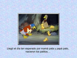 Llegó el día tan esperado por mamá pata y papá pato, nacieron los patitos… 