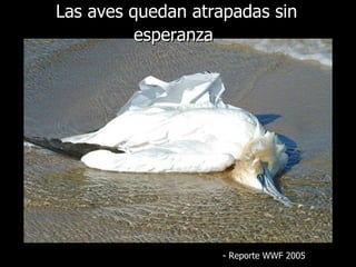 Las aves quedan atrapadas sin esperanza   -  Reporte  WWF 2005 