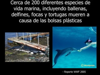 Cerca de 200 diferentes especies de vida marina, incluyendo ballenas, delfines, focas y tortugas mueren a causa de las bolsas plásticas -  Reporte  WWF 2005 
