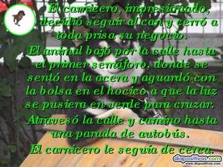 El carnicero, impresionado,  decidió seguir al can y cerró a toda prisa su negocio. El animal bajó por la calle hasta el primer semáforo, donde se sentó en la acera y aguardó con la bolsa en el hocico a que la luz se pusiera en verde para cruzar.  Atravesó la calle y camino hasta una parada de autobús.  El carnicero le seguía de cerca. 