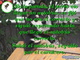 En la parada, el perro vio llegar un autobús, se fijó que no era el correcto y siguió esperando hasta que llegó el autobús correcto. Subió el autobús, seguido por el carnicero. 