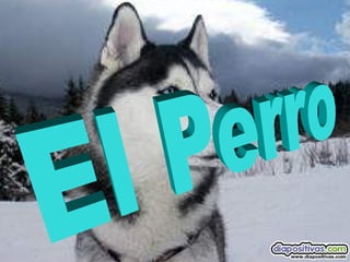 El Perro  