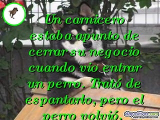 Un carnicero estaba apunto de cerrar su negocio cuando vio entrar un perro.  Trató de espantarlo, pero el perro volvió.   