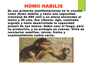 En sus primeras manifestaciones se le conoce
como Homo habilis, y tenía una capacidad
craneana de 680 cm3 y su altura alcanzaba el
metro y 55 cms. Era robusto, ágil, caminaba
erguido y tenía desarrollada la capacidad
prensil de sus manos. Sabía usar el fuego, pero
no producirlo, y se protegía en cuevas. Vivía de
recolectar semillas, raíces, frutos y
ocasionalmente comía carne.
HOMO HABILIS
 