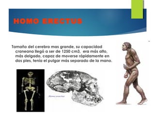 HOMO ERECTUS
Tamaño del cerebro mas grande, su capacidad
craneana llegó a ser de 1250 cm3, era más alto,
más delgado, capaz de moverse rápidamente en
dos pies, tenía el pulgar más separado de la mano.
 