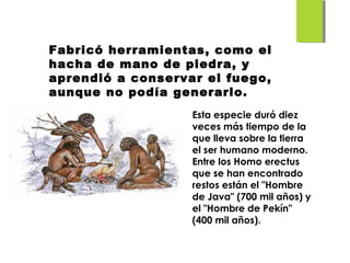 Fabricó herramientas, como el
hacha de mano de piedra, y
aprendió a conservar el fuego,
aunque no podía generarlo.
Esta especie duró diez
veces más tiempo de la
que lleva sobre la tierra
el ser humano moderno.
Entre los Homo erectus
que se han encontrado
restos están el "Hombre
de Java" (700 mil años) y
el "Hombre de Pekín"
(400 mil años).
 