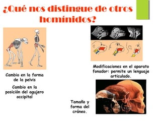 ¿Qué nos distingue de otros
homínidos?
Cambio en la forma
de la pelvis
Cambio en la
posición del agujero
occipital
Modificaciones en el aparato
fonador: permite un lenguaje
articulado.
Tamaño y
forma del
cráneo.
 