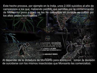 Este hecho provoca, por ejemplo en la India, unos 2.000 suicidios al año de campesinos a los que -habiendo perdido sus semillas por la contaminación de Monsanto- poco a poco se les ha convertido en inviable su cultivo por los altos costes económicos. Al depender de la dictadura de Monsanto para sobrevivir,  toman la decisión de suicidarse con los mismos insecticidas que Monsanto les comercializó. 