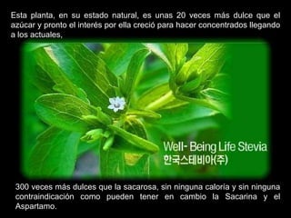 Esta planta, en su estado natural, es unas 20 veces más dulce que el azúcar y pronto el interés por ella creció para hacer concentrados llegando a los actuales,  300 veces más dulces que la sacarosa, sin ninguna caloría y sin ninguna contraindicación como pueden tener en cambio la Sacarina y el Aspartamo. 