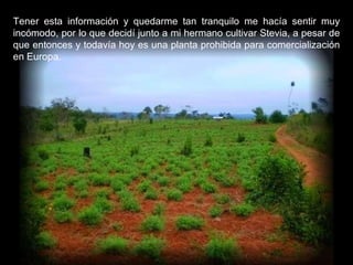Tener esta información y quedarme tan tranquilo me hacía sentir muy incómodo, por lo que decidí junto a mi hermano cultivar Stevia, a pesar de que entonces y todavía hoy es una planta prohibida para comercialización en Europa. 