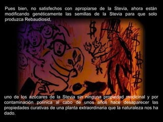 Pues bien, no satisfechos con apropiarse de la Stevia, ahora están modificando genéticamente las semillas de la Stevia para que solo produzca Rebaudiosid,  uno de los azúcares de la Stevia sin ninguna propiedad medicinal y por contaminación polínica al cabo de unos años hace desaparecer las propiedades curativas de una planta extraordinaria que la naturaleza nos ha dado. 