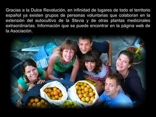 Gracias a la Dulce Revolución, en infinidad de lugares de todo el territorio español ya existen grupos de personas voluntarias que colaboran en la extensión del autocultivo de la Stevia y de otras plantas medicinales extraordinarias. Información que se puede encontrar en la página web de la Asociación. 
