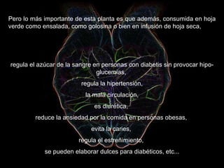 Pero lo más importante de esta planta es que además, consumida en hoja verde como ensalada, como golosina o bien en infusión de hoja seca,  regula el azúcar de la sangre en personas con diabetis sin provocar hipo-glucemias,  regula la hipertensión, la mala circulación,  es diurética,  reduce la ansiedad por la comida en personas obesas,  evita la caries,  regula el estreñimiento,  se pueden elaborar dulces para diabéticos, etc... 