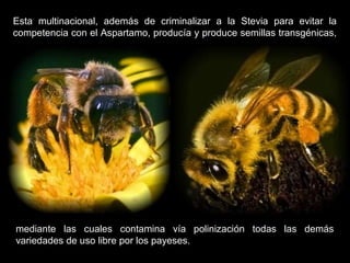 Esta multinacional, además de criminalizar a la Stevia para evitar la
competencia con el Aspartamo, producía y produce semillas transgénicas,
mediante las cuales contamina vía polinización todas las demás
variedades de uso libre por los payeses.
 