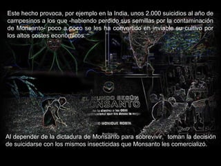 Este hecho provoca, por ejemplo en la India, unos 2.000 suicidios al año de
campesinos a los que -habiendo perdido sus semillas por la contaminación
de Monsanto- poco a poco se les ha convertido en inviable su cultivo por
los altos costes económicos.
Al depender de la dictadura de Monsanto para sobrevivir, toman la decisión
de suicidarse con los mismos insecticidas que Monsanto les comercializó.
 