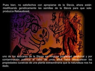 Pues bien, no satisfechos con apropiarse de la Stevia, ahora están
modificando genéticamente las semillas de la Stevia para que solo
produzca Rebaudiosid,
uno de los azúcares de la Stevia sin ninguna propiedad medicinal y por
contaminación polínica al cabo de unos años hace desaparecer las
propiedades curativas de una planta extraordinaria que la naturaleza nos ha
dado.
 