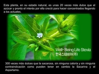 Esta planta, en su estado natural, es unas 20 veces más dulce que el
azúcar y pronto el interés por ella creció para hacer concentrados llegando
a los actuales,
300 veces más dulces que la sacarosa, sin ninguna caloría y sin ninguna
contraindicación como pueden tener en cambio la Sacarina y el
Aspartamo.
 